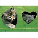 chats